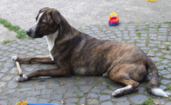 Bildquelle – Tierbesitzer